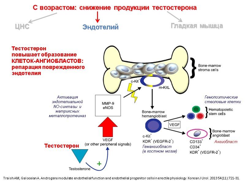 С возрастом: снижение продукции тестостерона ЦНС Эндотелий  Гладкая мышца Traish AM, Galoosian A.